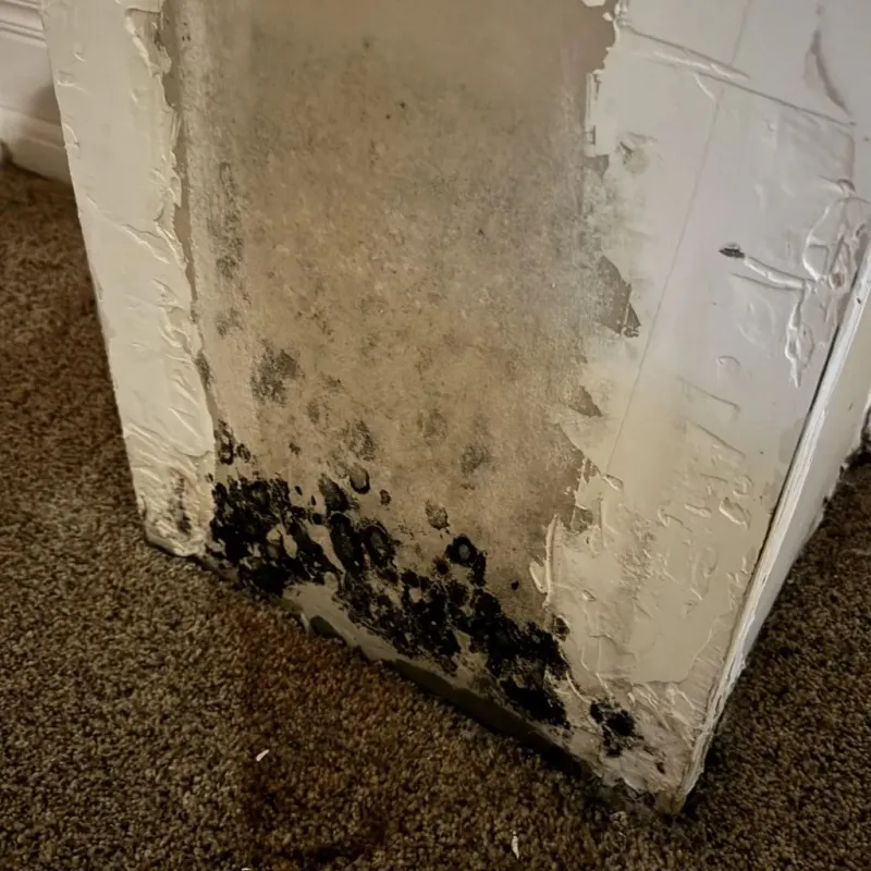 Professional Mold Removal in Marion, AL